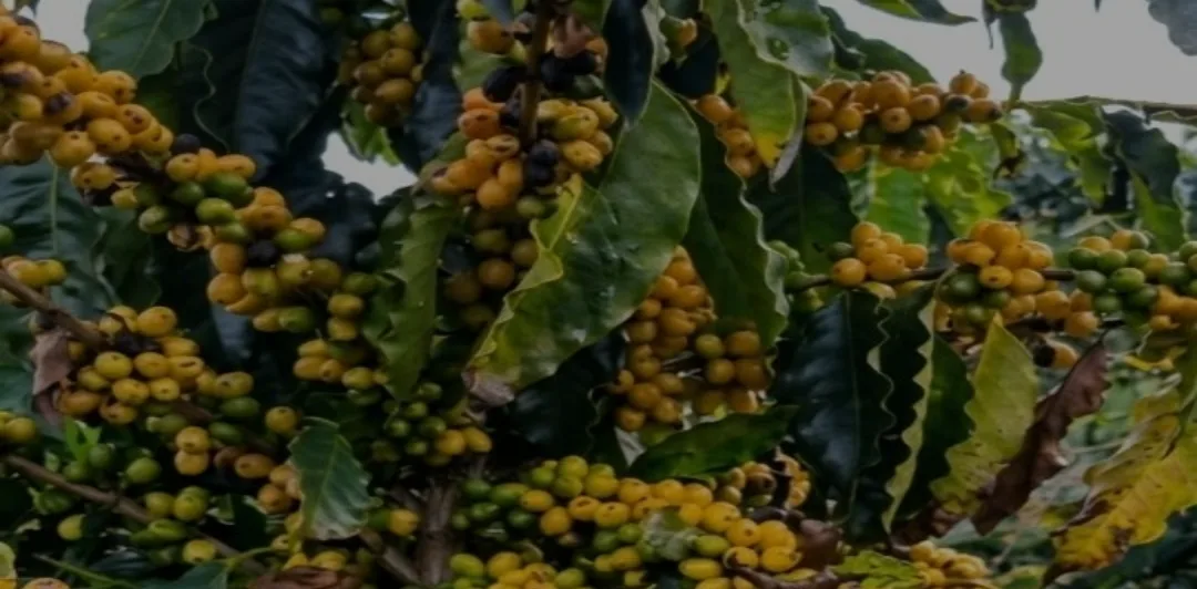 Frutos em maturação: do verde ao cereja, cada um no seu tempo.